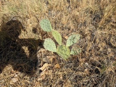 Opuntia phaeacantha, photographed by Ryan Mulqueen