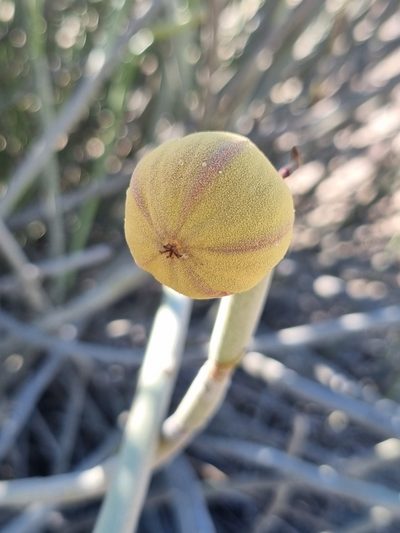 Euphorbia damarana, photographed by Marc Fradera-Soler
