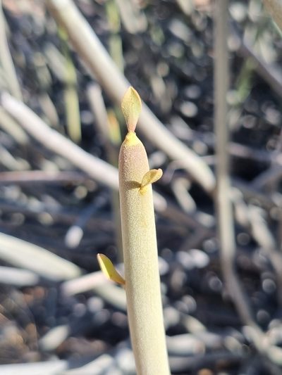 Euphorbia damarana, photographed by Marc Fradera-Soler