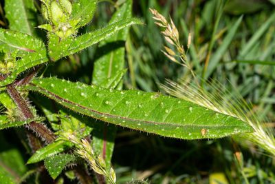 Helminthotheca echioides, photographed by Andrew Skotnicki
