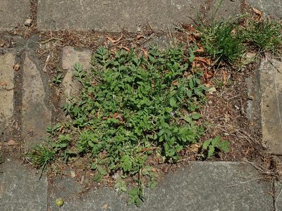 Erodium moschatum, photographed by Daniel Cahen