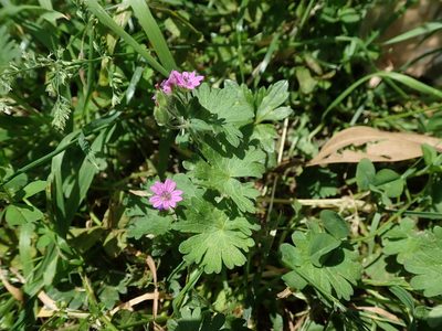 Geranium molle, photographed by Daniel Cahen