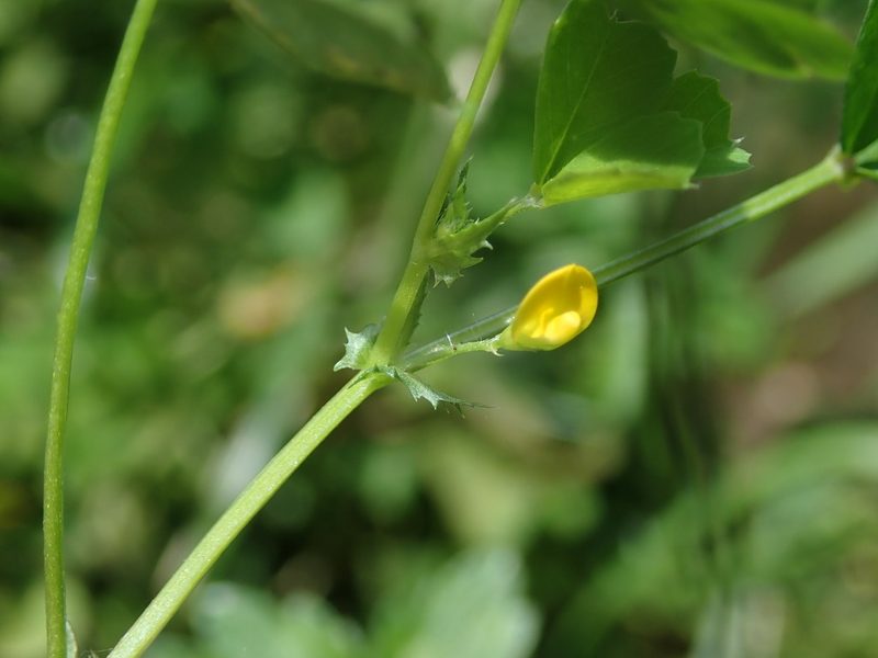 Medicago arabica, photographed by Daniel Cahen