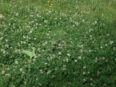 Trifolium repens, photographed by Daniel Cahen