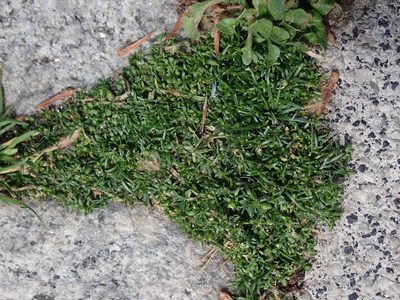 Sagina procumbens, photographed by Daniel Cahen