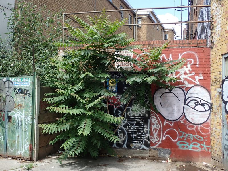 Ailanthus altissima, photographed by Daniel Cahen