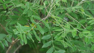 Rhus copallinum, photographed by Nathan T. Jones