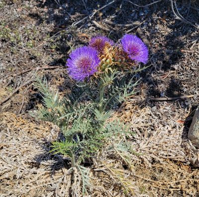 Cynara cardunculus, photographed by Dan Horowitz