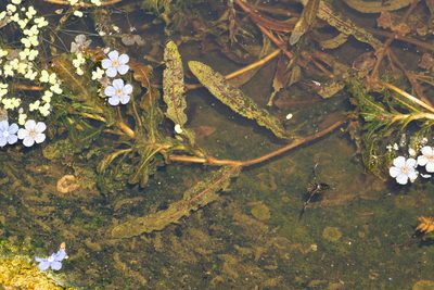 Potamogeton crispus, photographed by Andrew Skotnicki