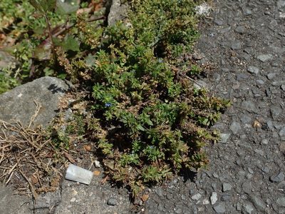 Veronica arvensis, photographed by Daniel Cahen