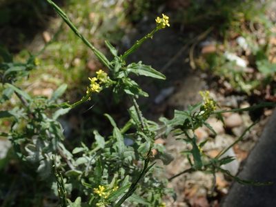 Sisymbrium officinale, photographed by Daniel Cahen