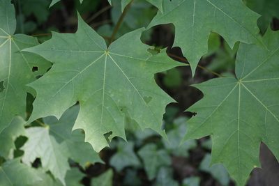 Acer platanoides, photographed by Patrick Meurin
