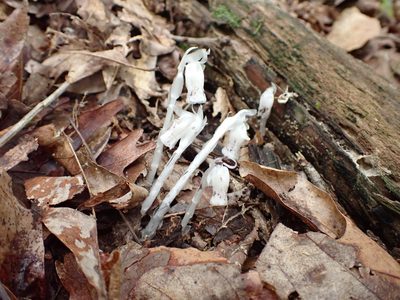 Monotropa uniflora, photographed by Matt Muir