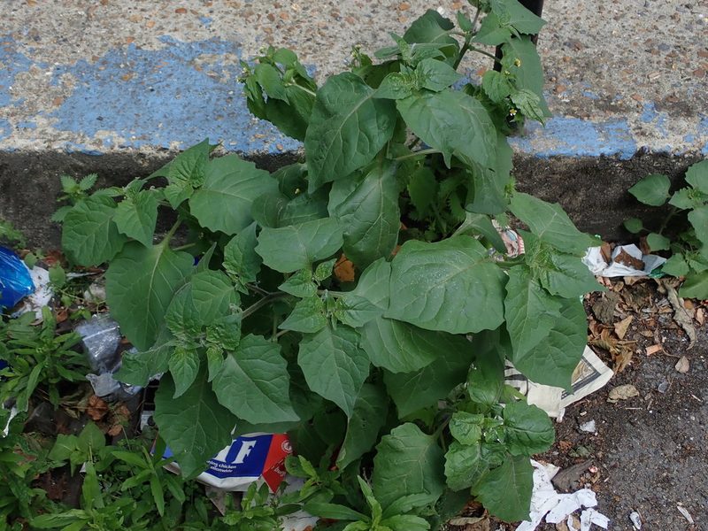 Solanum nigrum, photographed by Daniel Cahen