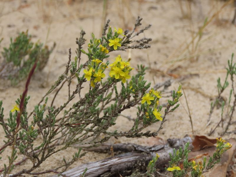 Hudsonia tomentosa, photographed by Joey Devine