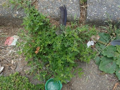 Lepidium didymum, photographed by Daniel Cahen