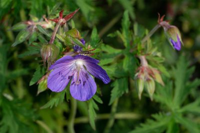 Geranium pratense, photographed by Andrew Skotnicki