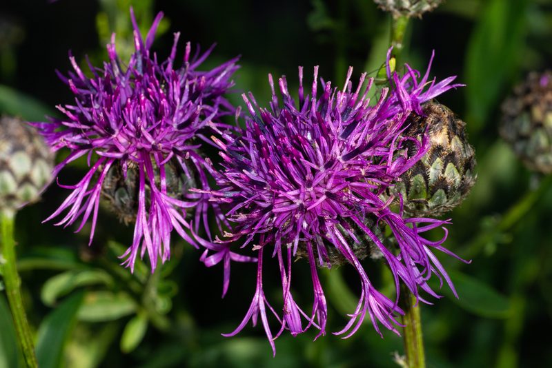 Centaurea scabiosa, photographed by Andrew Skotnicki