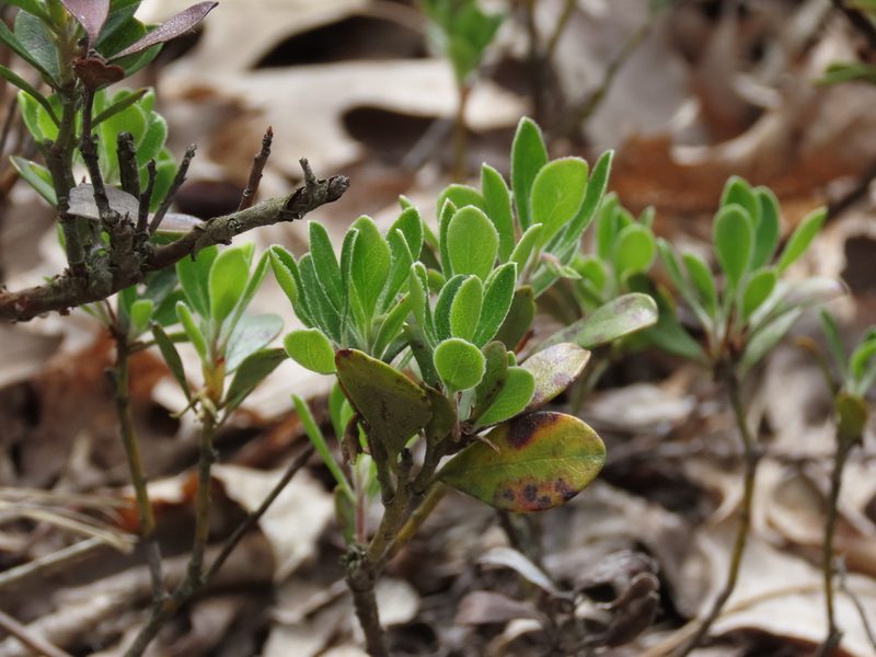 Arctostaphylos uva-ursi, photographed by Joey Devine