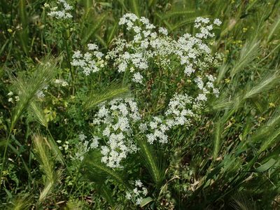 Conium maculatum, photographed by Daniel Cahen