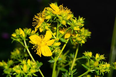 Hypericum perforatum, photographed by Andrew Skotnicki