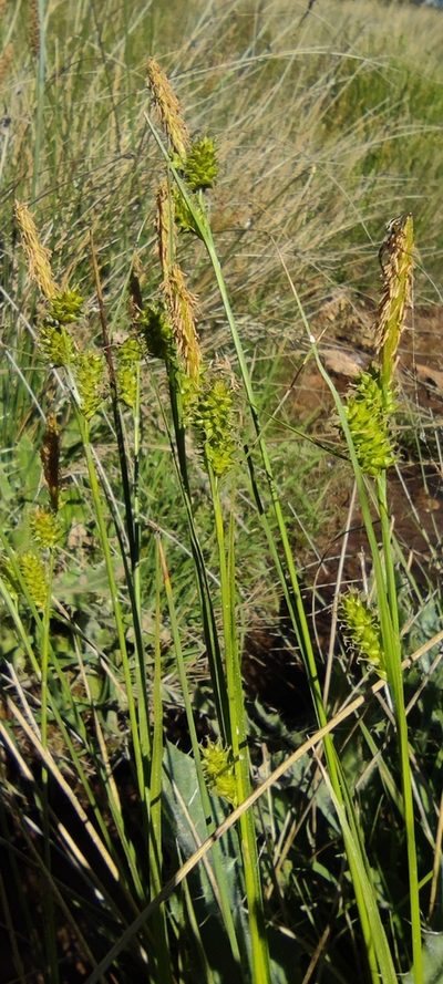 Carex mairei, photographed by Santiago Martín-Bravo