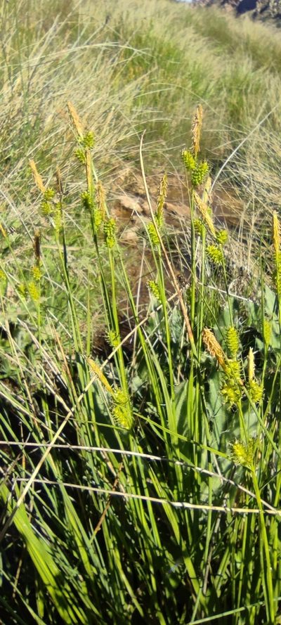 Carex mairei, photographed by Santiago Martín-Bravo