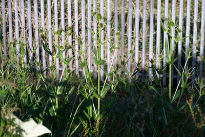 Dipsacus fullonum, photographed by Andrew Skotnicki