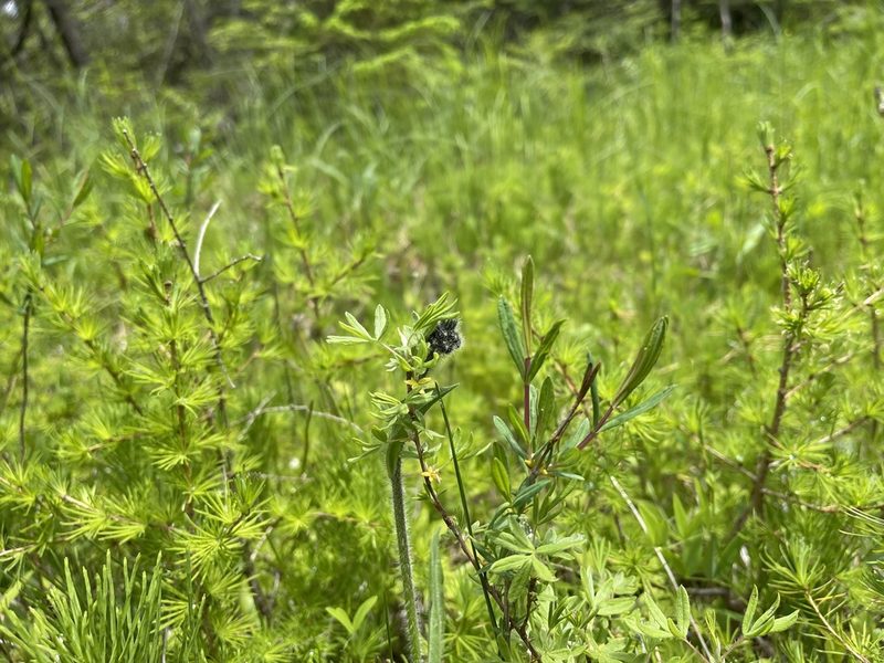 Dasiphora fruticosa, photographed by Brandon Corder