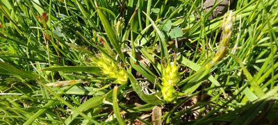Carex hordeistichos, photographed by Santiago Martín-Bravo