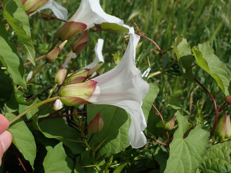 Calystegia silvatica, photographed by Daniel Cahen