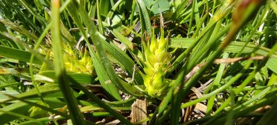 Carex hordeistichos, photographed by Santiago Martín-Bravo