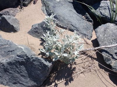 Artemisia stelleriana, photographed by Alexis Godin