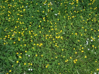 Ranunculus repens, photographed by Daniel Cahen