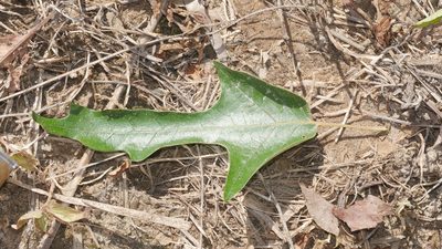 Quercus falcata, photographed by Nathan T. Jones