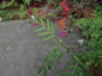 Vicia sativa