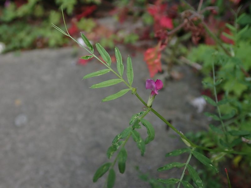 Vicia sativa, photographed by Daniel Cahen