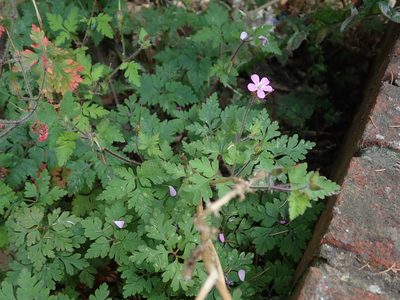 Geranium robertianum, photographed by Daniel Cahen
