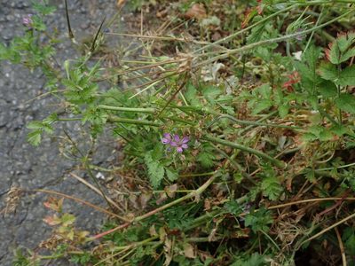 Erodium moschatum