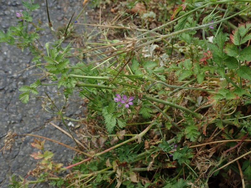Erodium moschatum, photographed by Daniel Cahen