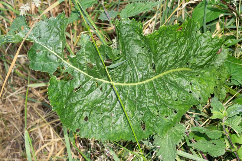 Armoracia rusticana, photographed by Andrew Skotnicki