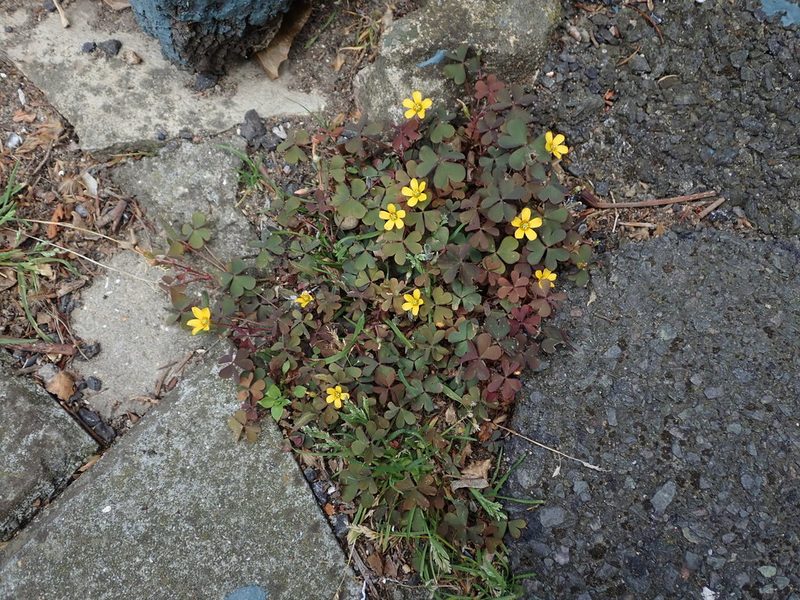 Oxalis corniculata, photographed by Daniel Cahen