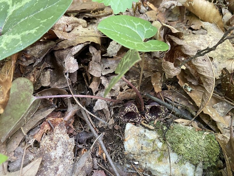 Asarum minus, photographed by Bruce Kirchoff