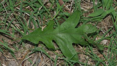 Quercus alba, photographed by Nathan T. Jones