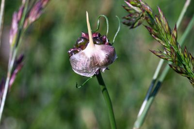 Allium vineale, photographed by Andrew Skotnicki