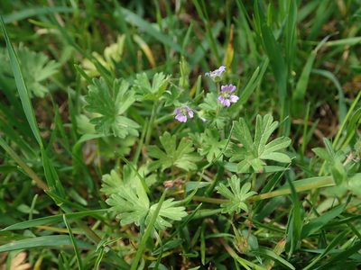 Geranium pusillum, photographed by Daniel Cahen