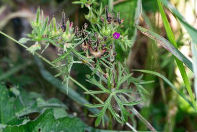 Geranium dissectum, photographed by Andrew Skotnicki