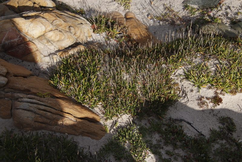 Plantago carnosa, photographed by Tony Rebelo