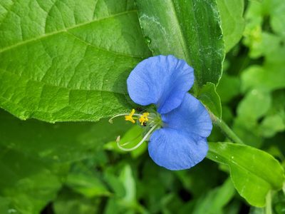Commelina erecta, photographed by Dominic