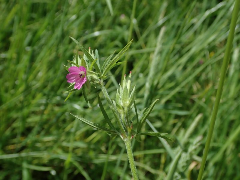 Geranium dissectum, photographed by Daniel Cahen